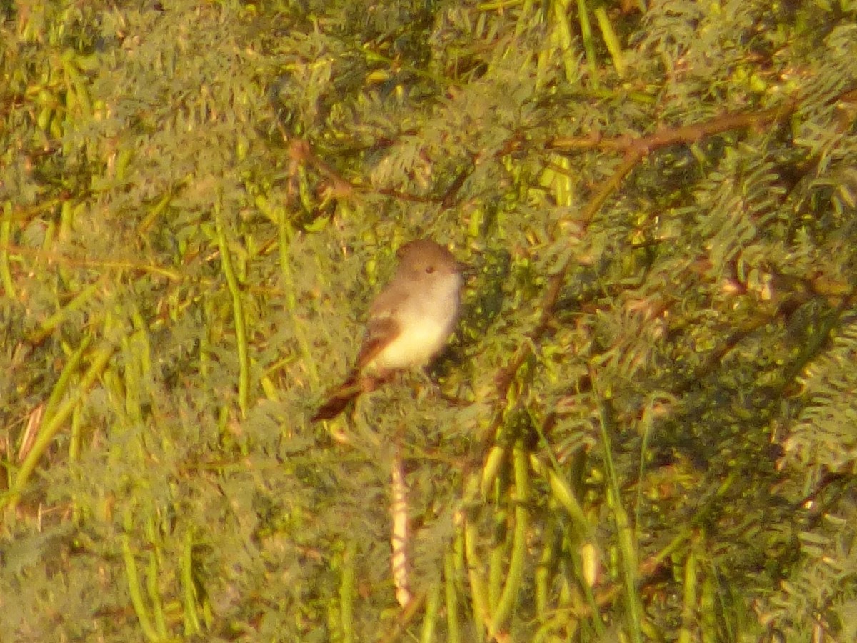 Ash-throated Flycatcher - Julie Szabo