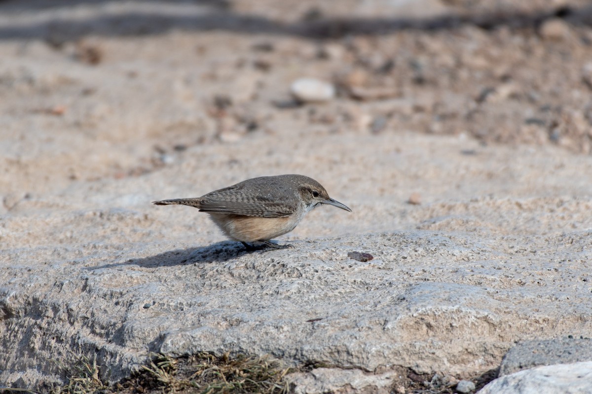 Rock Wren - Jeremy Cushman