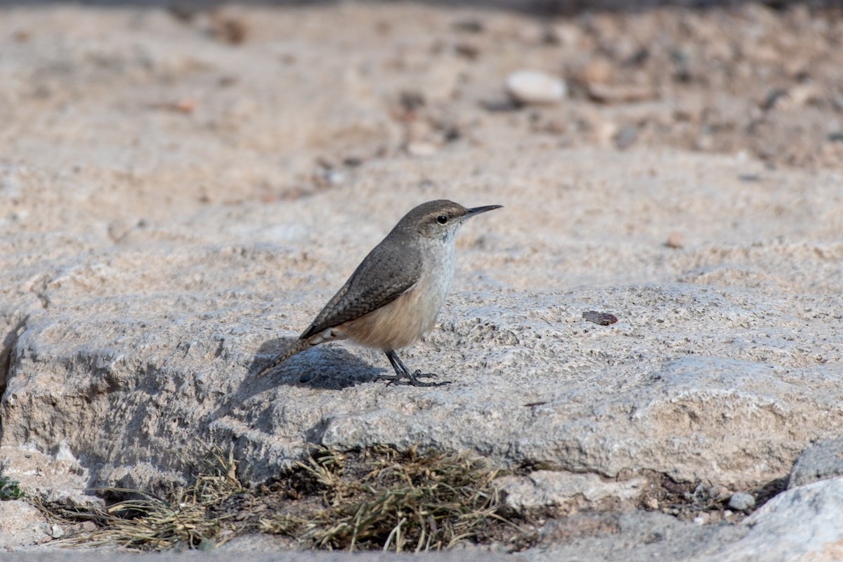 Rock Wren - Jeremy Cushman