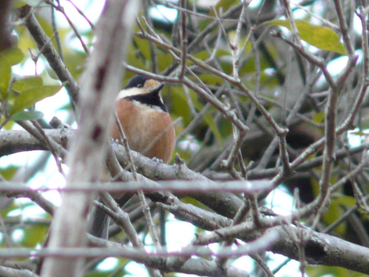 Varied Tit - ML127119021