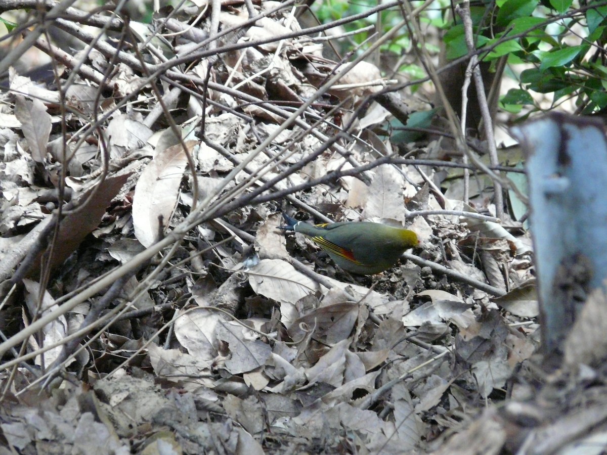 Red-billed Leiothrix - ML127119121