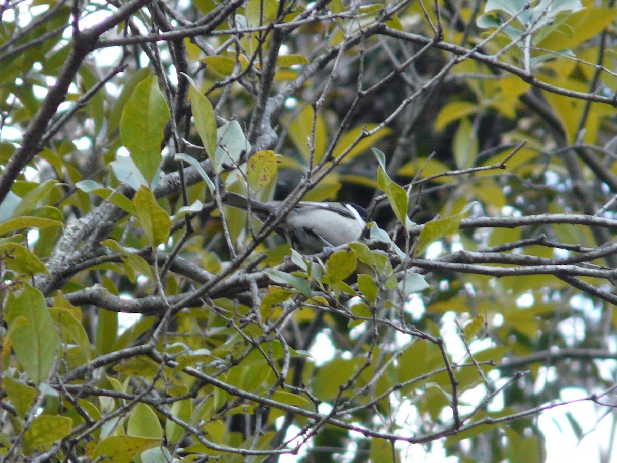 Coal Tit - ML127119251