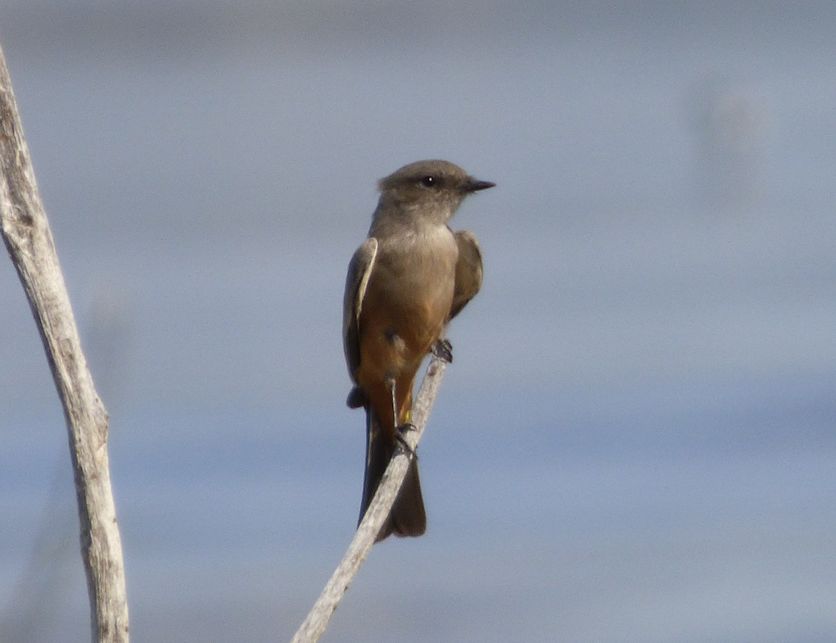 Say's Phoebe - Julie Szabo