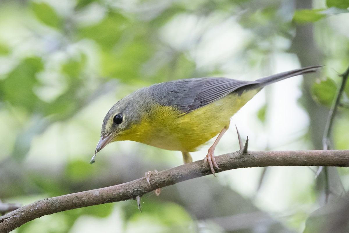 Golden-crowned Warbler - ML127119331