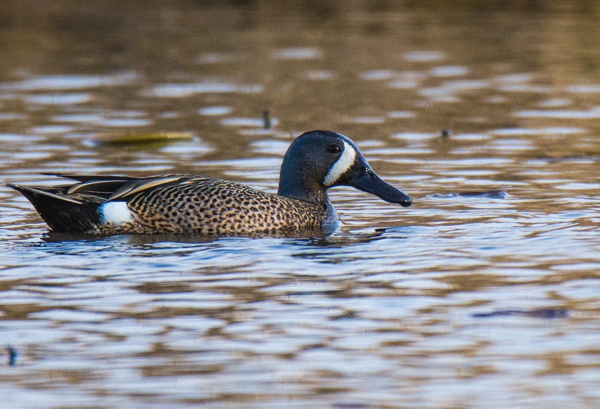 Blue-winged Teal - ML127121031