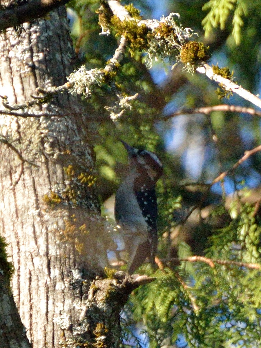 Hairy Woodpecker - ML127121041