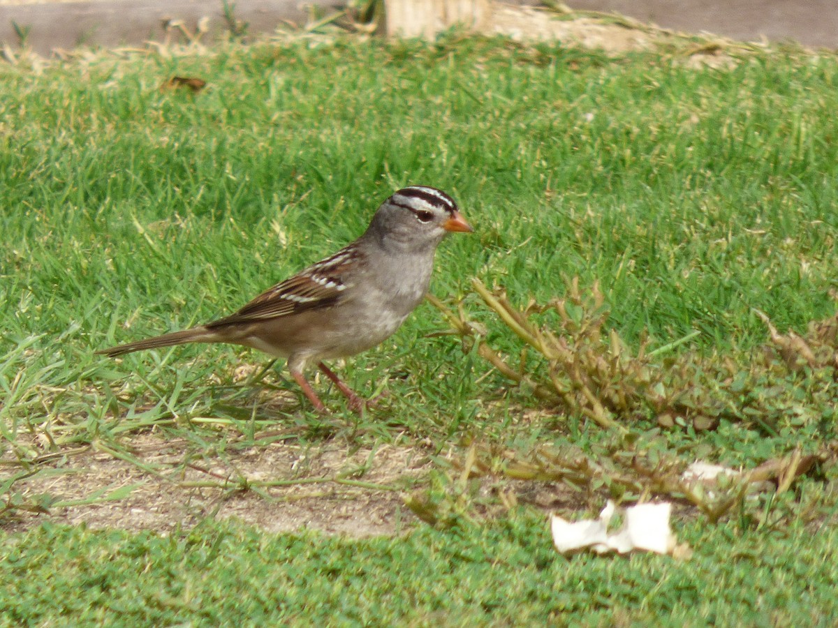 White-crowned Sparrow (Gambel's) - ML127121181