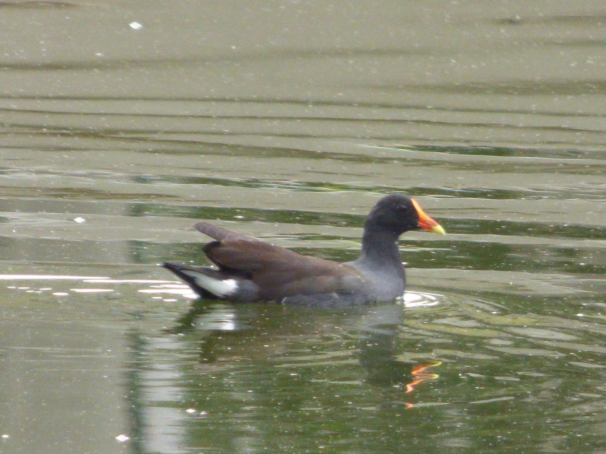 Common Gallinule - ML127121491