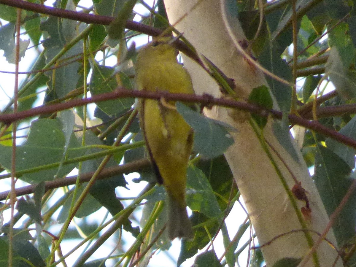 Orange-crowned Warbler - ML127122361