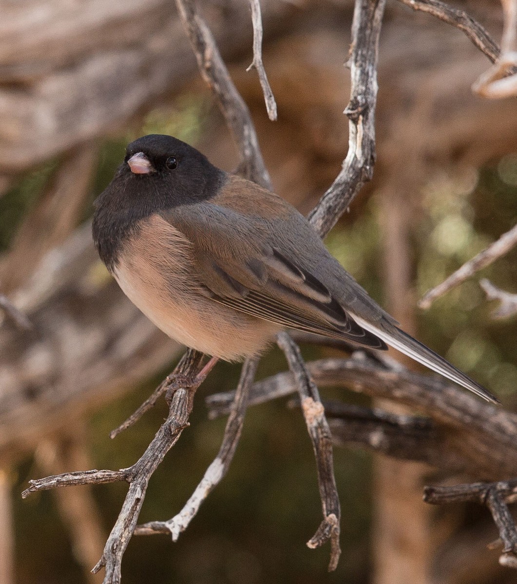 Dark-eyed Junco - ML127122871