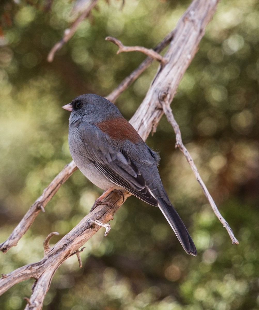 Dark-eyed Junco - ML127122881