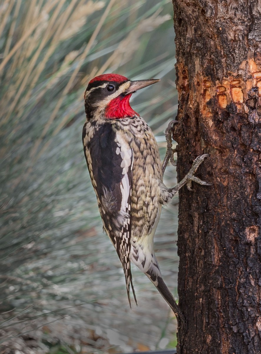 Red-naped Sapsucker - ML127123751