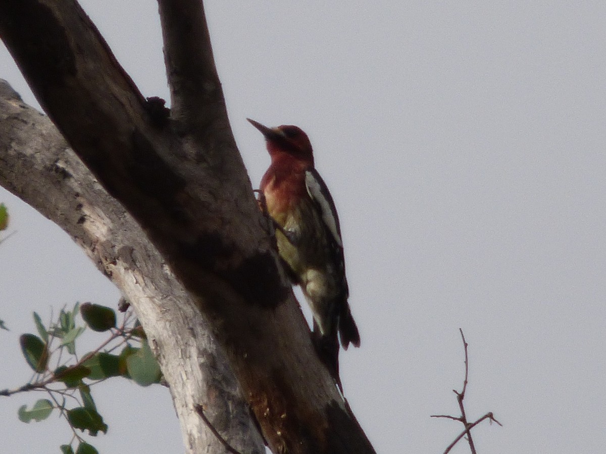 Red-breasted Sapsucker - Julie Szabo