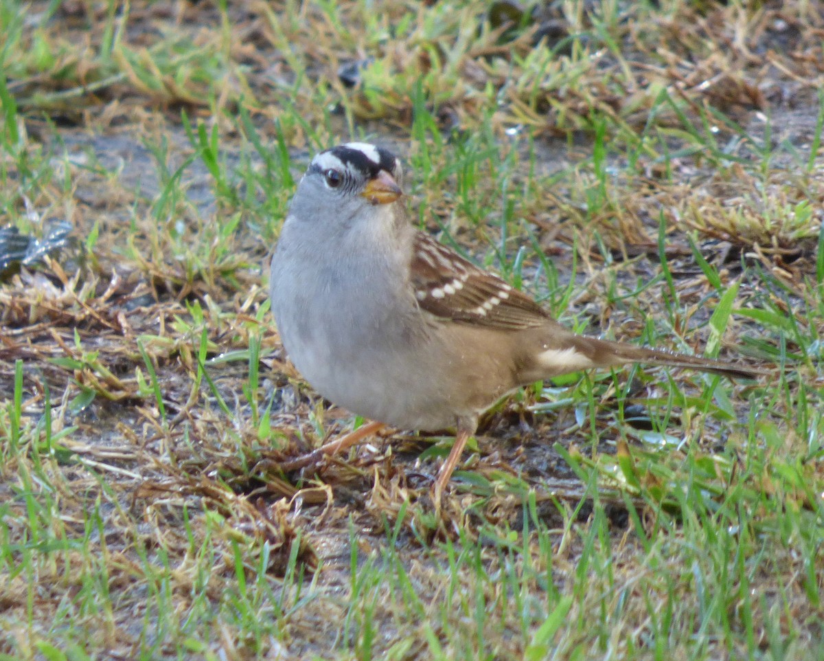 White-crowned Sparrow (Gambel's) - ML127124621