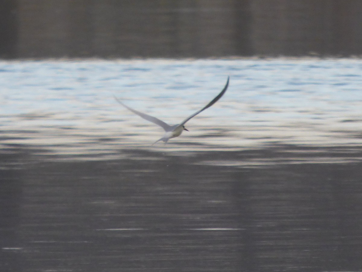 Forster's Tern - ML127125601