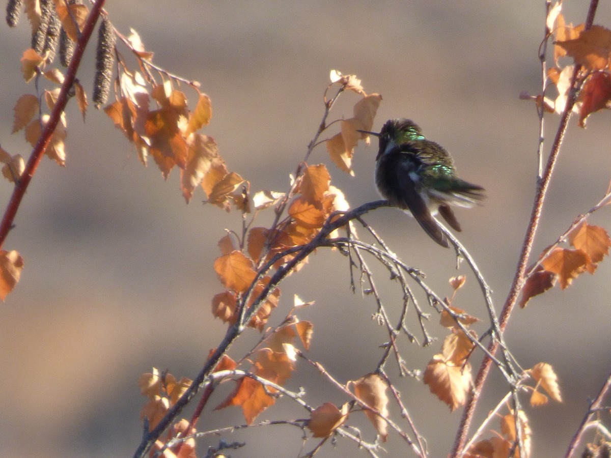 Anna's Hummingbird - Julie Szabo