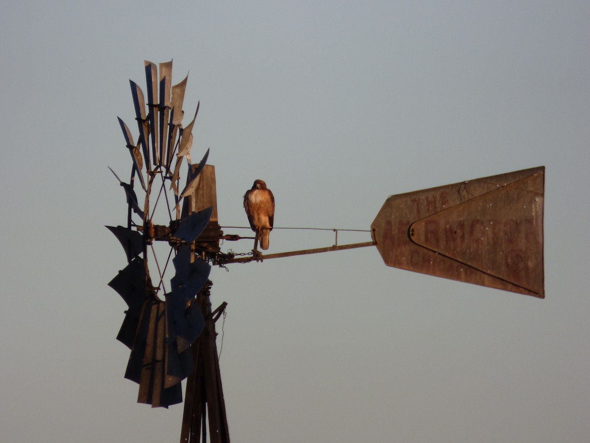 Red-tailed Hawk - Julie Szabo