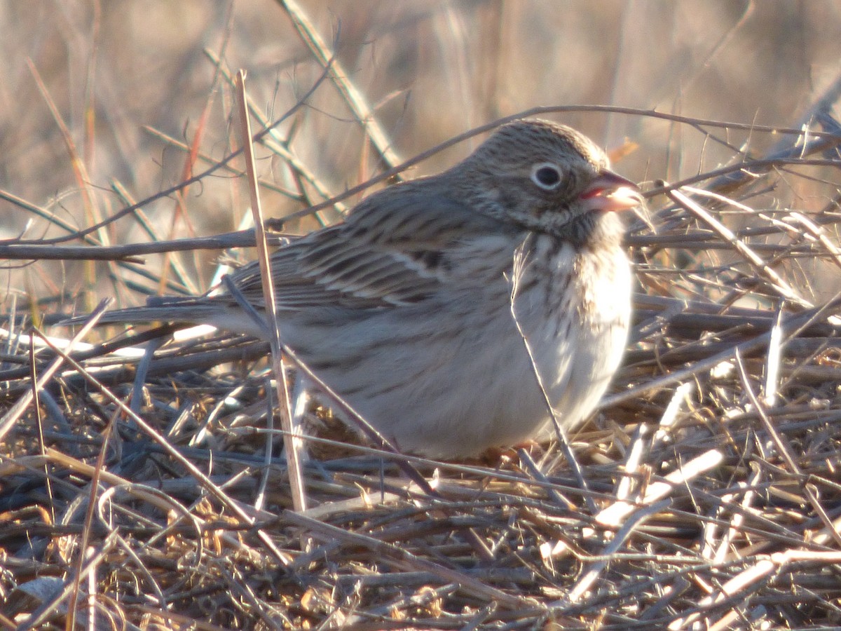 Vesper Sparrow - Julie Szabo