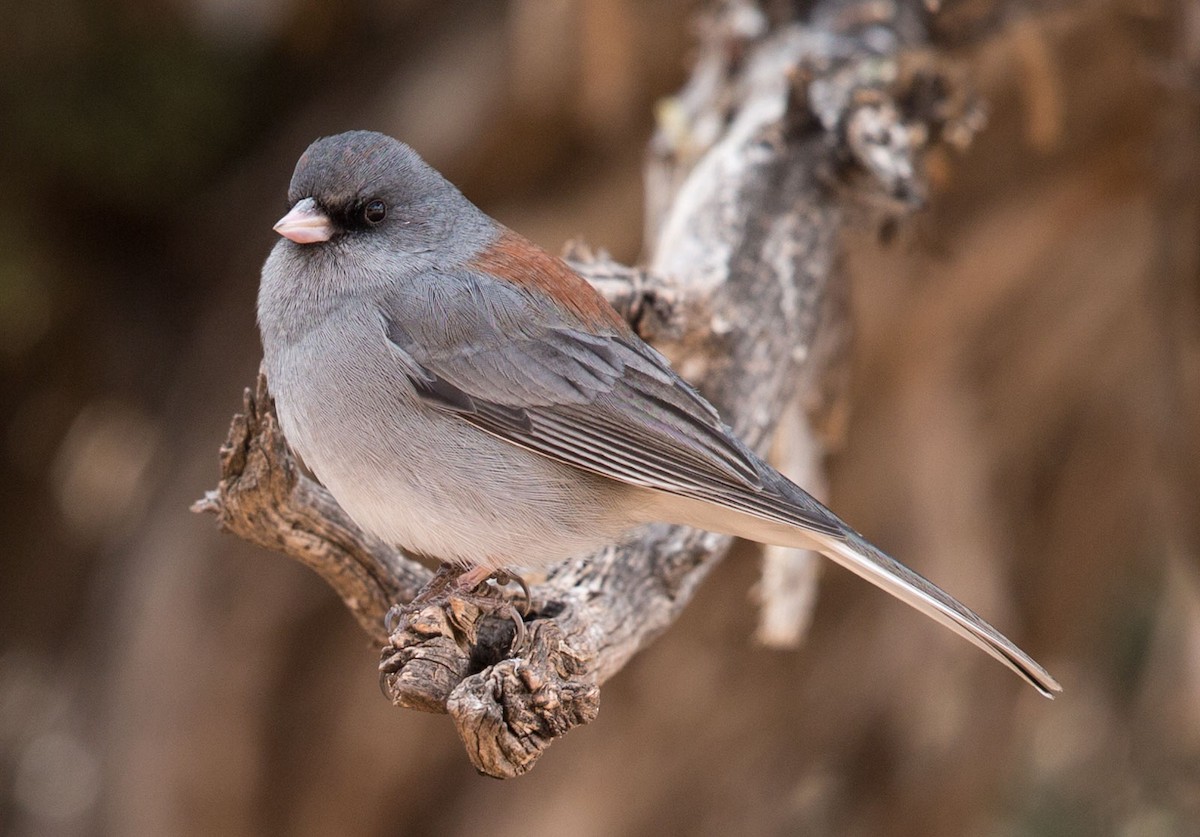Dark-eyed Junco - ML127126341