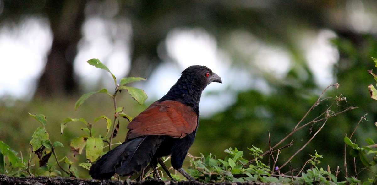 Greater Coucal - SYAMILI MANOJ