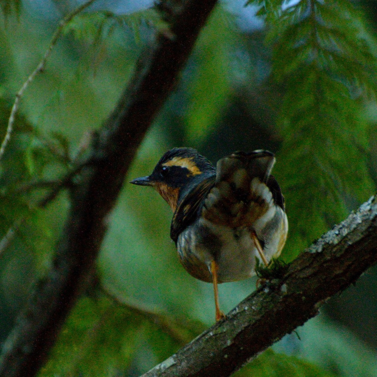 Varied Thrush - ML127128511