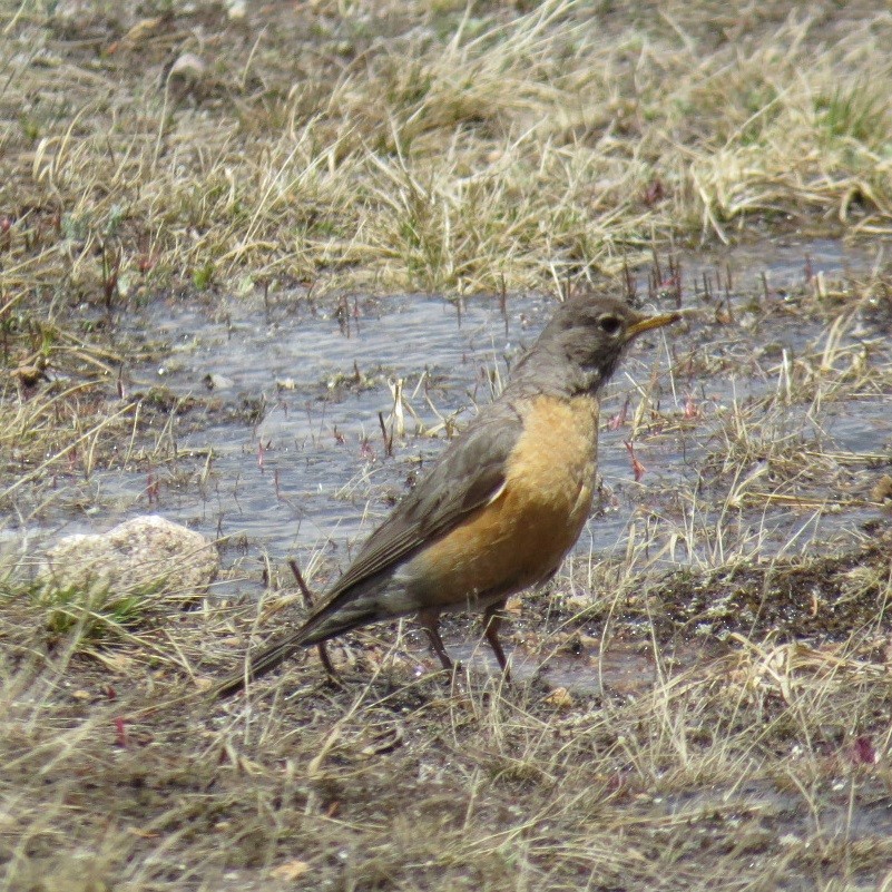 American Robin - ML127129281