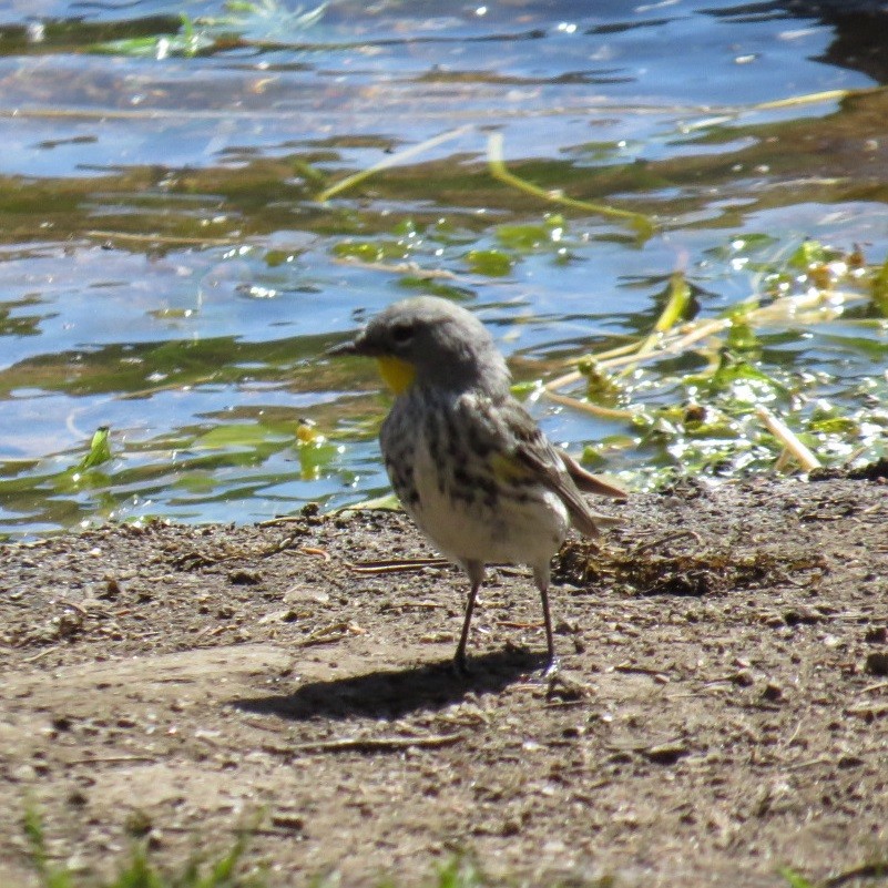 Kronenwaldsänger (Audubonwaldsänger) - ML127129391