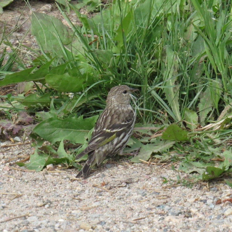 Pine Siskin - ML127130101