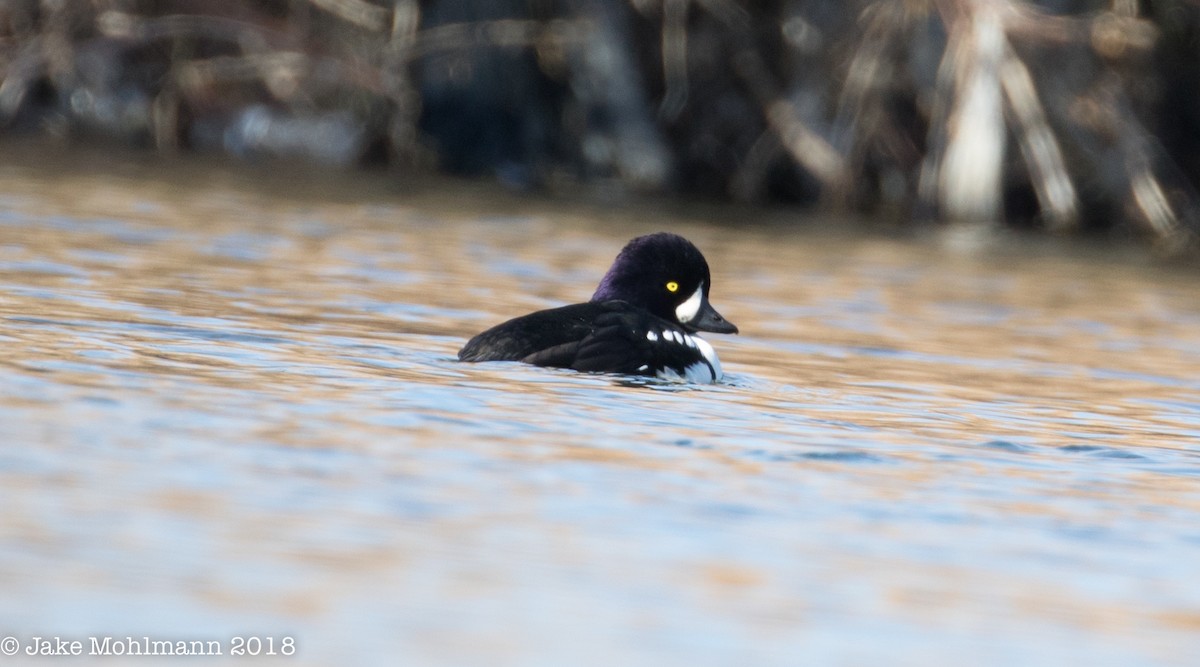 Barrow's Goldeneye - Jake Mohlmann