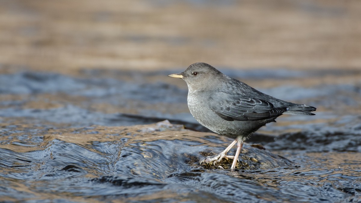 American Dipper - ML127138111