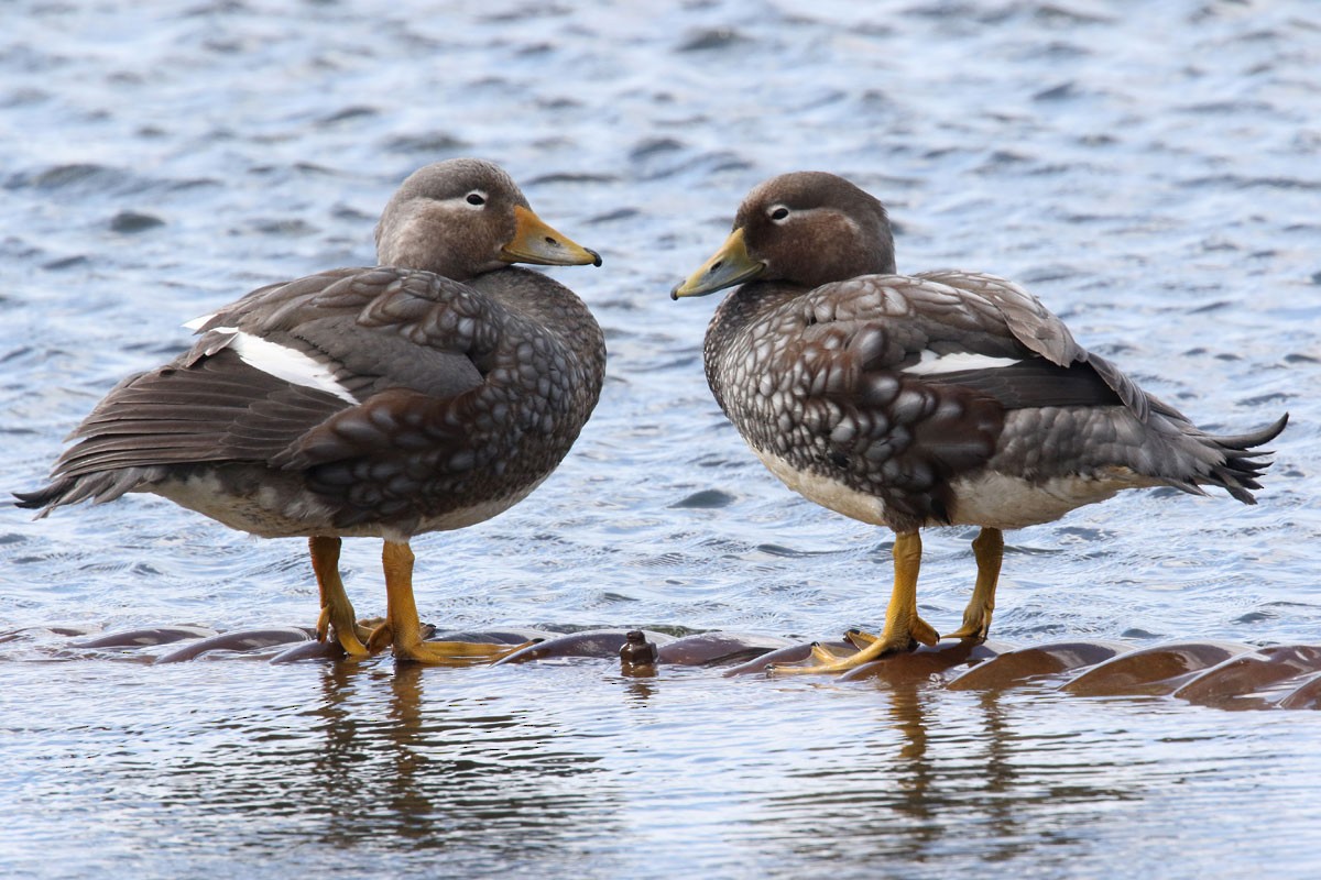 Flying Steamer-Duck - ML127143051