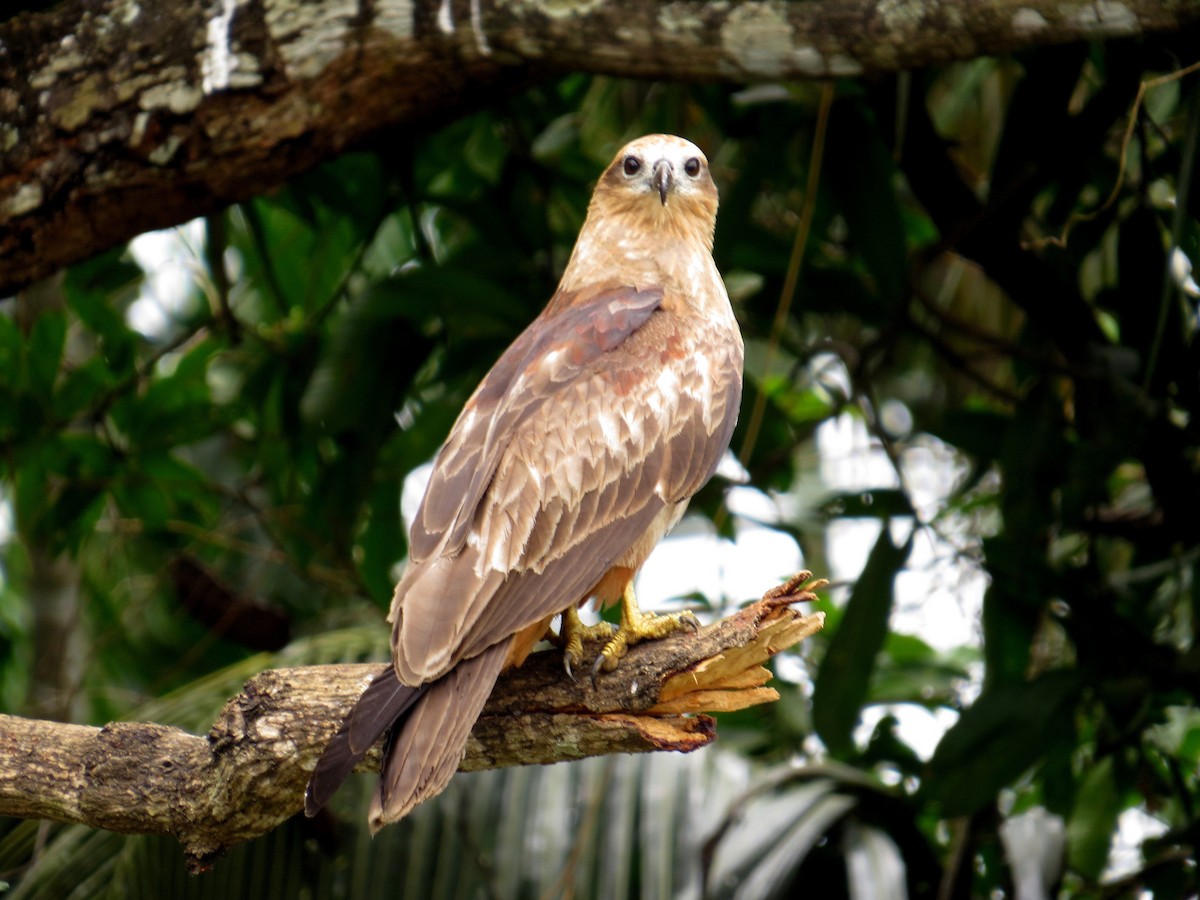 Brahminy Kite - SYAMILI MANOJ