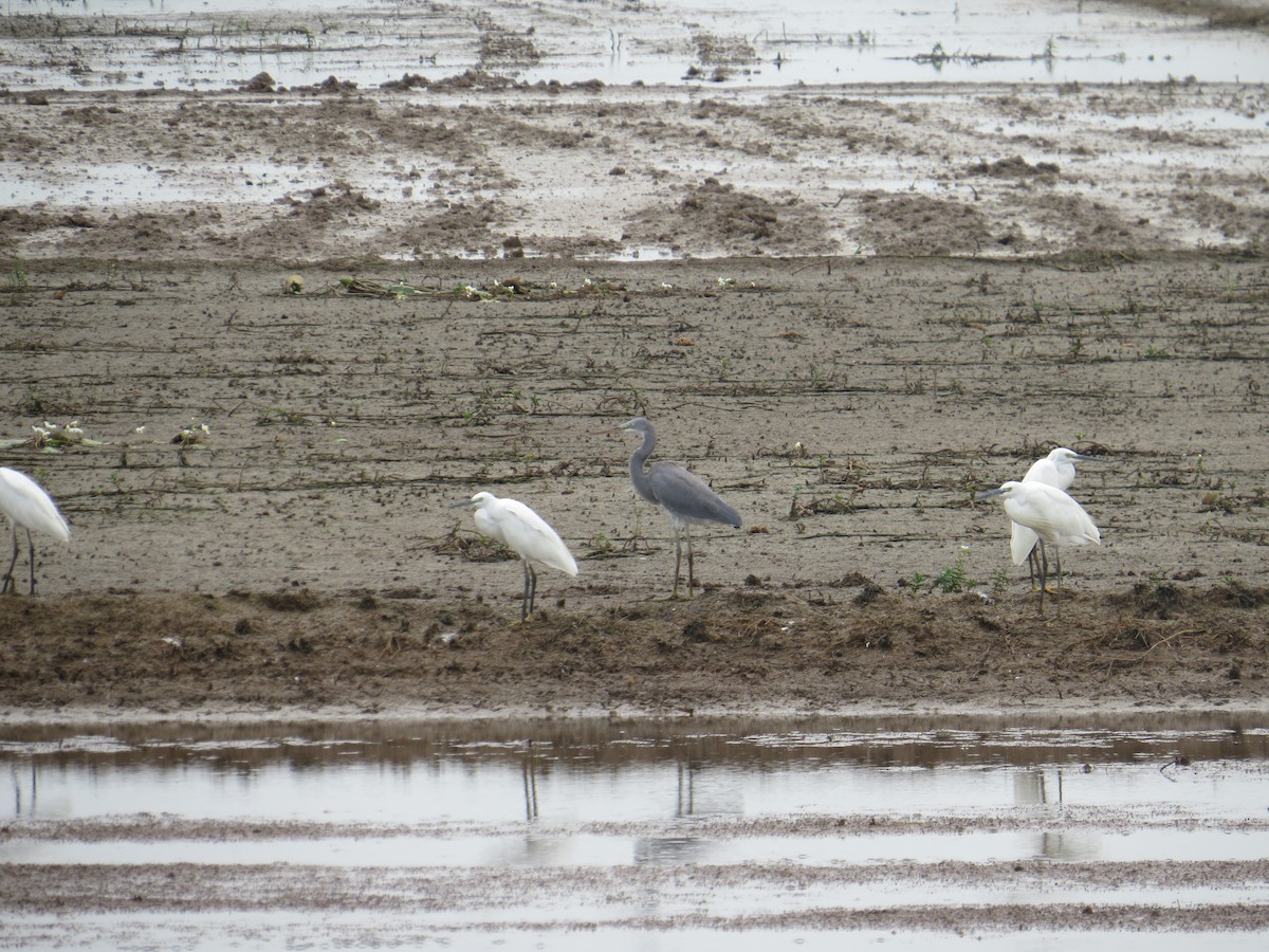 Aigrette à gorge blanche - ML127144331