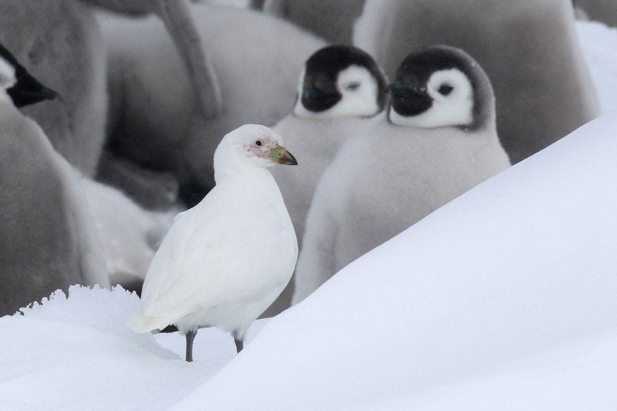 Snowy Sheathbill - ML127144411