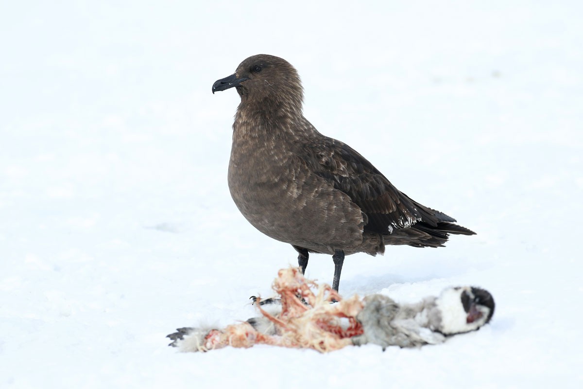 South Polar Skua - ML127144871