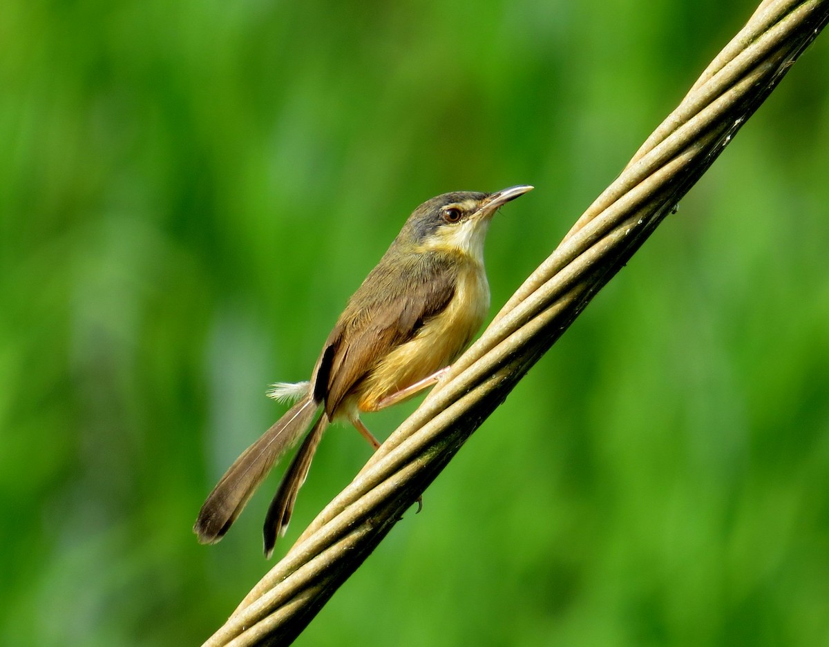 Plain Prinia - ML127144911