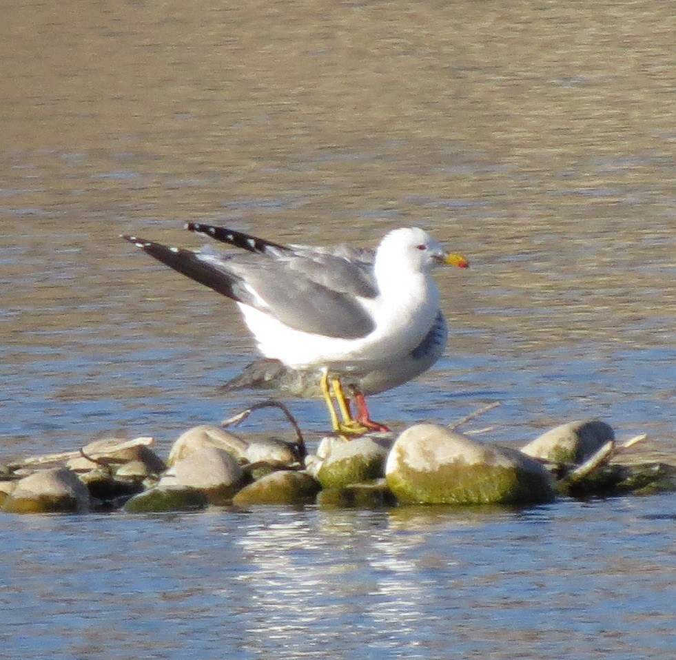 California Gull - ML127148901