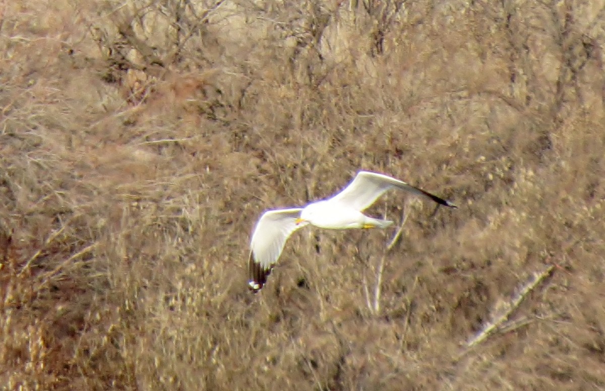 California Gull - ML127148921