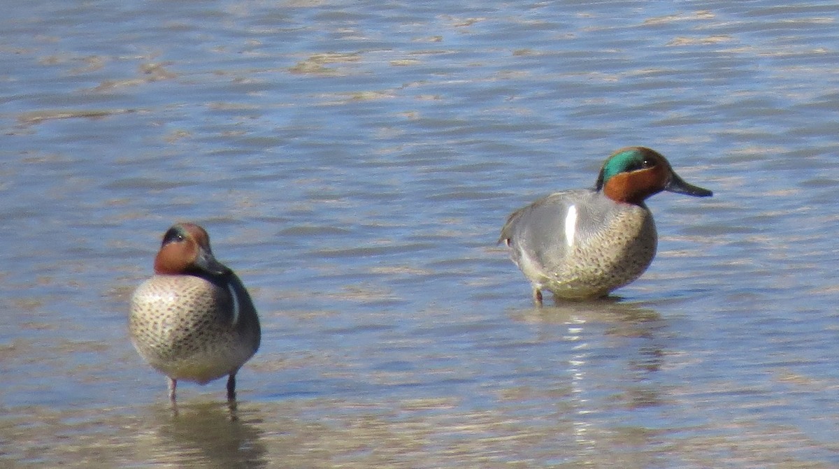 Ногоохон нугас - ML127149071