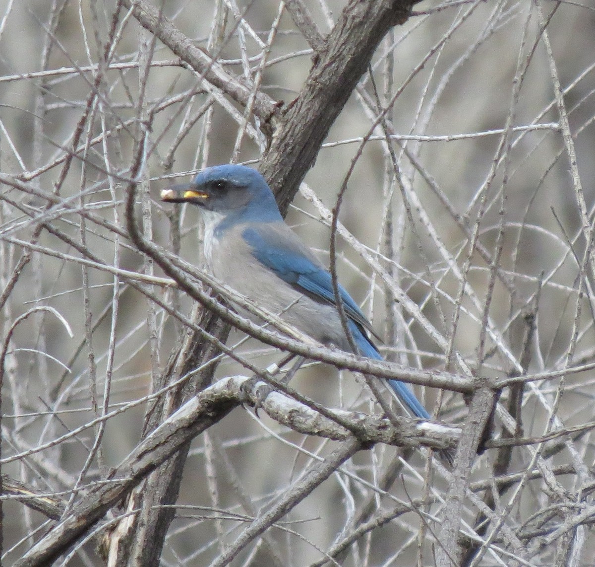 Woodhouse's Scrub-Jay - ML127149391