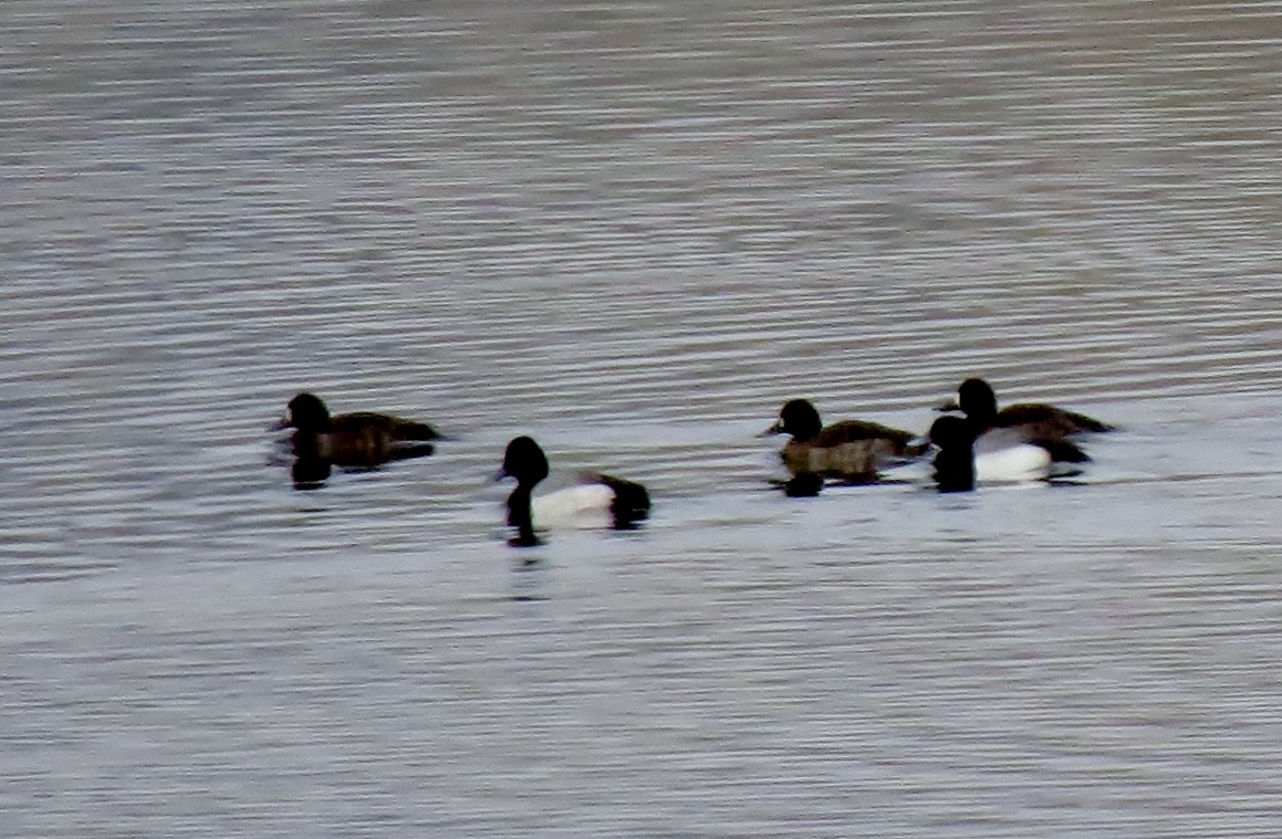 Lesser Scaup - ML127149551
