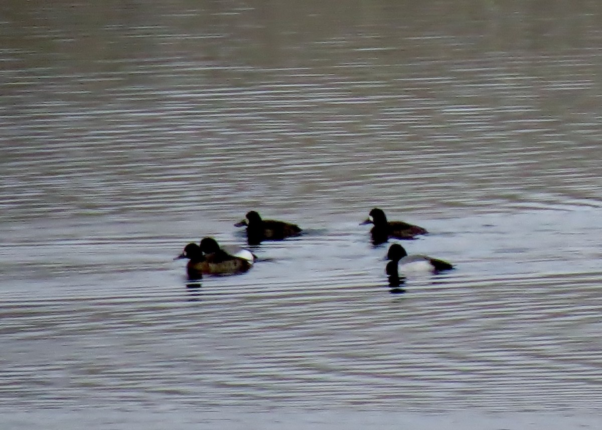 Lesser Scaup - ML127149561