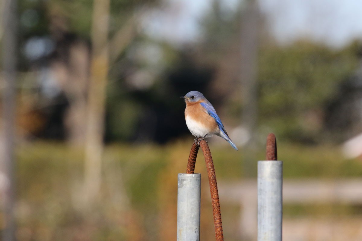 Eastern Bluebird - ML127150351