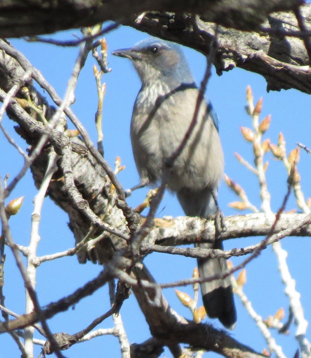 Woodhouse's Scrub-Jay - ML127151241