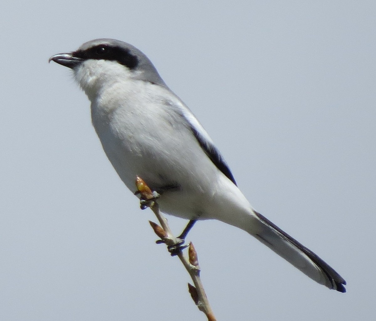 Loggerhead Shrike - JoAnn Potter Riggle 🦤