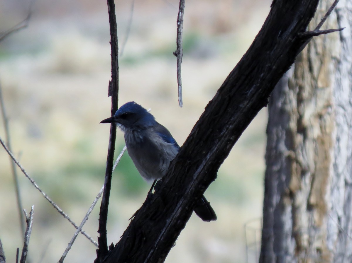 Woodhouse's Scrub-Jay - ML127151831