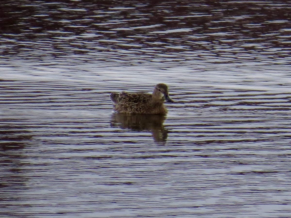 Blue-winged Teal - JoAnn Potter Riggle 🦤