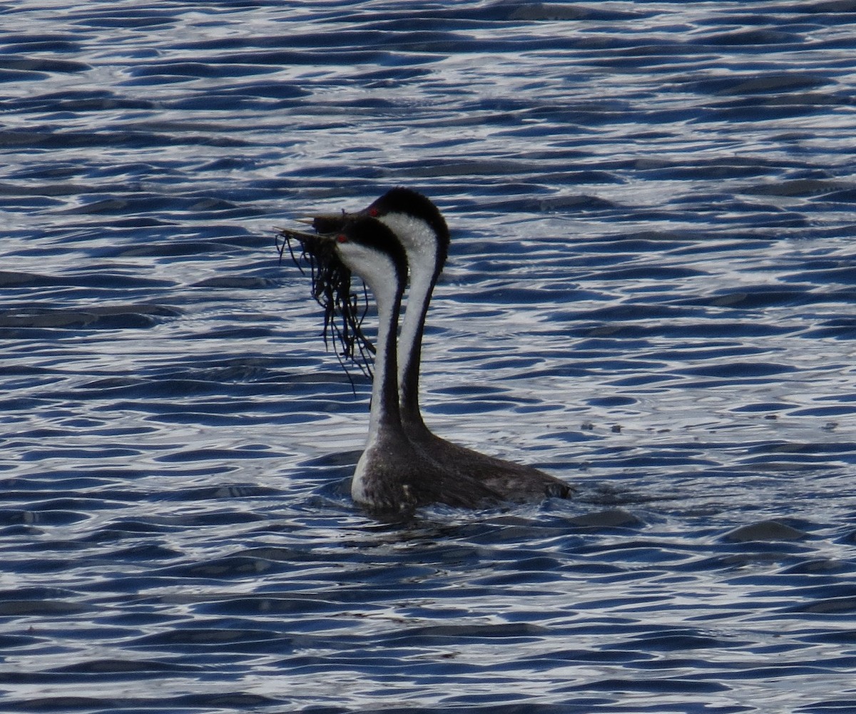 Western Grebe - ML127155071