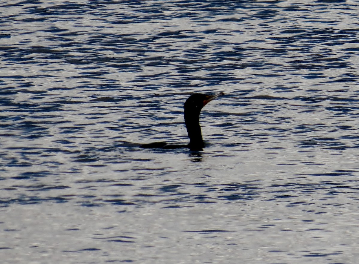 Double-crested Cormorant - ML127155091