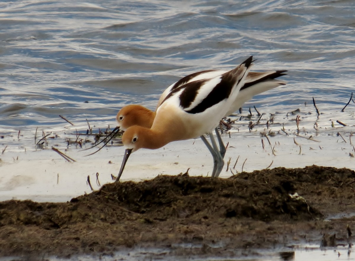 American Avocet - ML127155121